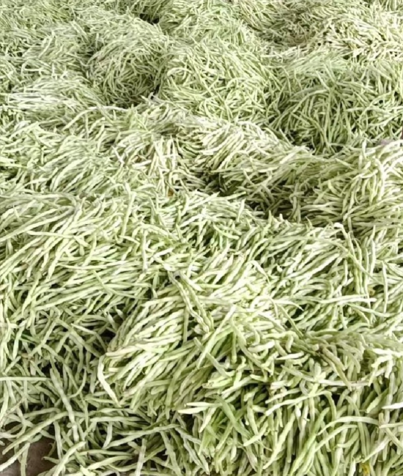 白不老，芸豆大量上市，产地一手货源量大优惠，欢迎合作