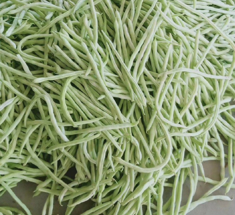 白不老，芸豆大量上市，产地一手货源量大优惠，欢迎合作