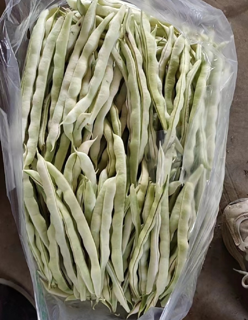 白不老，芸豆大量上市，产地一手货源量大优惠，欢迎合作