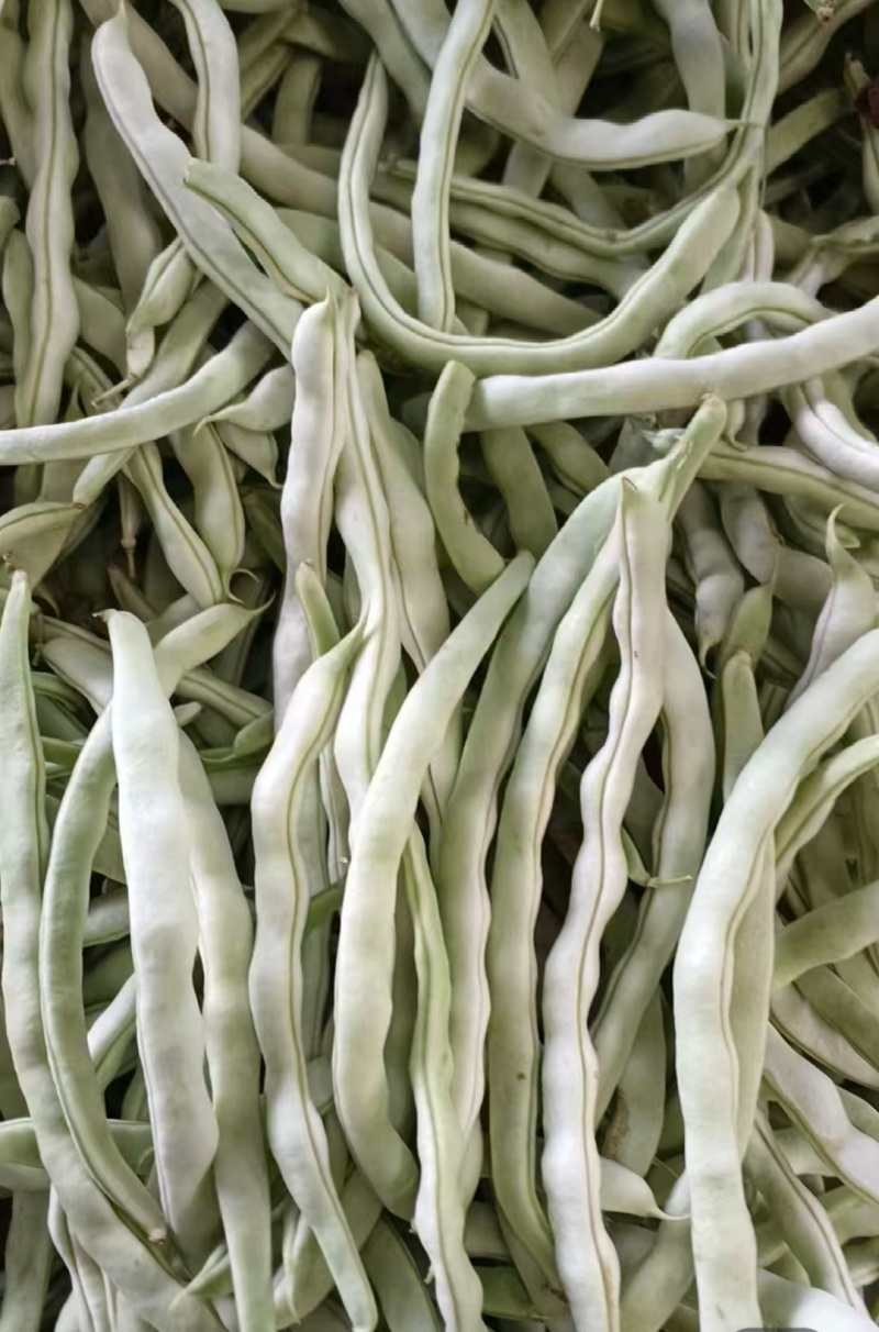 白不老，芸豆大量上市，产地一手货源量大优惠，欢迎合作
