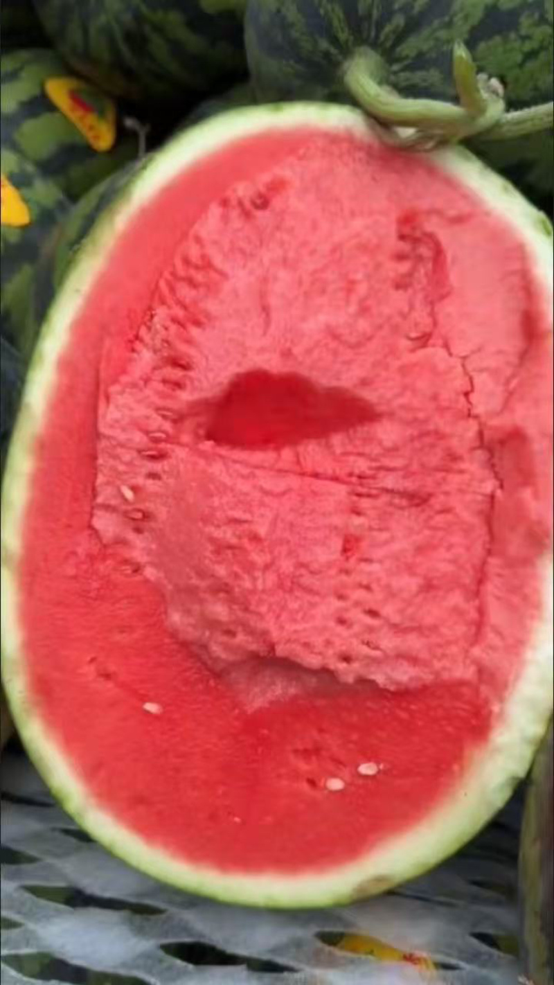 无籽甜王西瓜产地直发大量上市对接全国欢迎采购