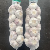 邳州紫白皮大蒜