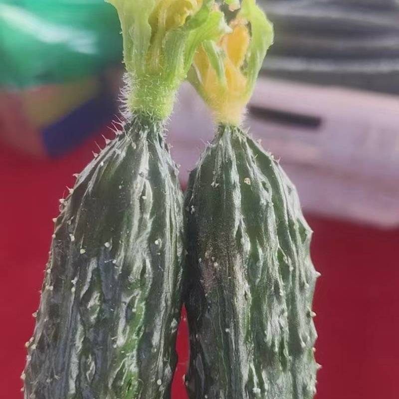 宁夏大棚精品黄爪
