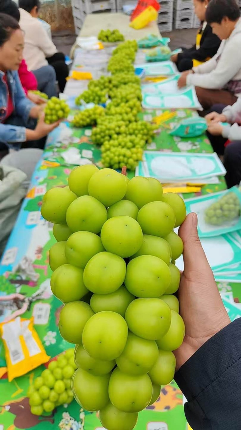 阳光玫瑰葡萄河南商丘葡萄大量现货供应品质保证欢迎咨询