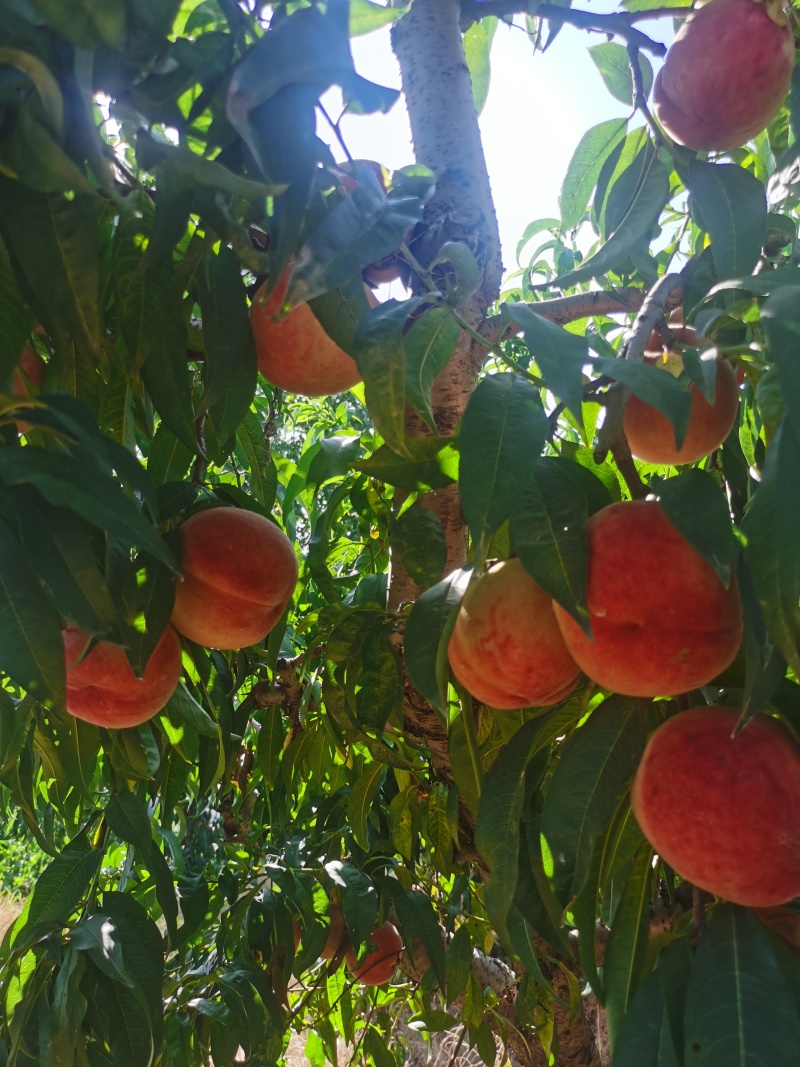 安徽阜阳太和县红夏毛桃，果大脆甜
