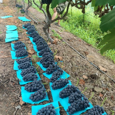四川彭州夏黑葡萄