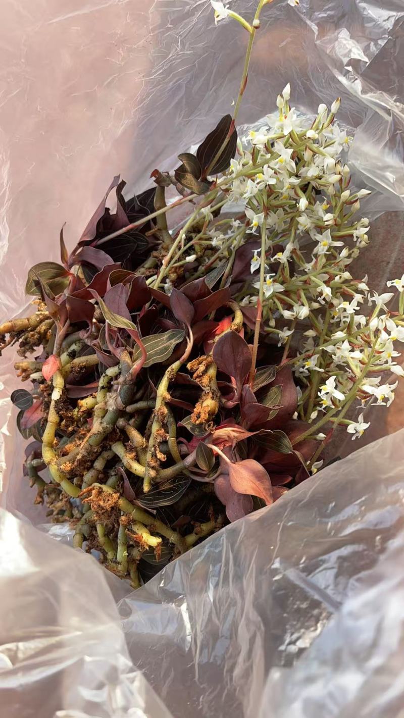 公石松，石蚕，海南金线莲干品，鲜品