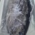 蓝鳍金枪鱼