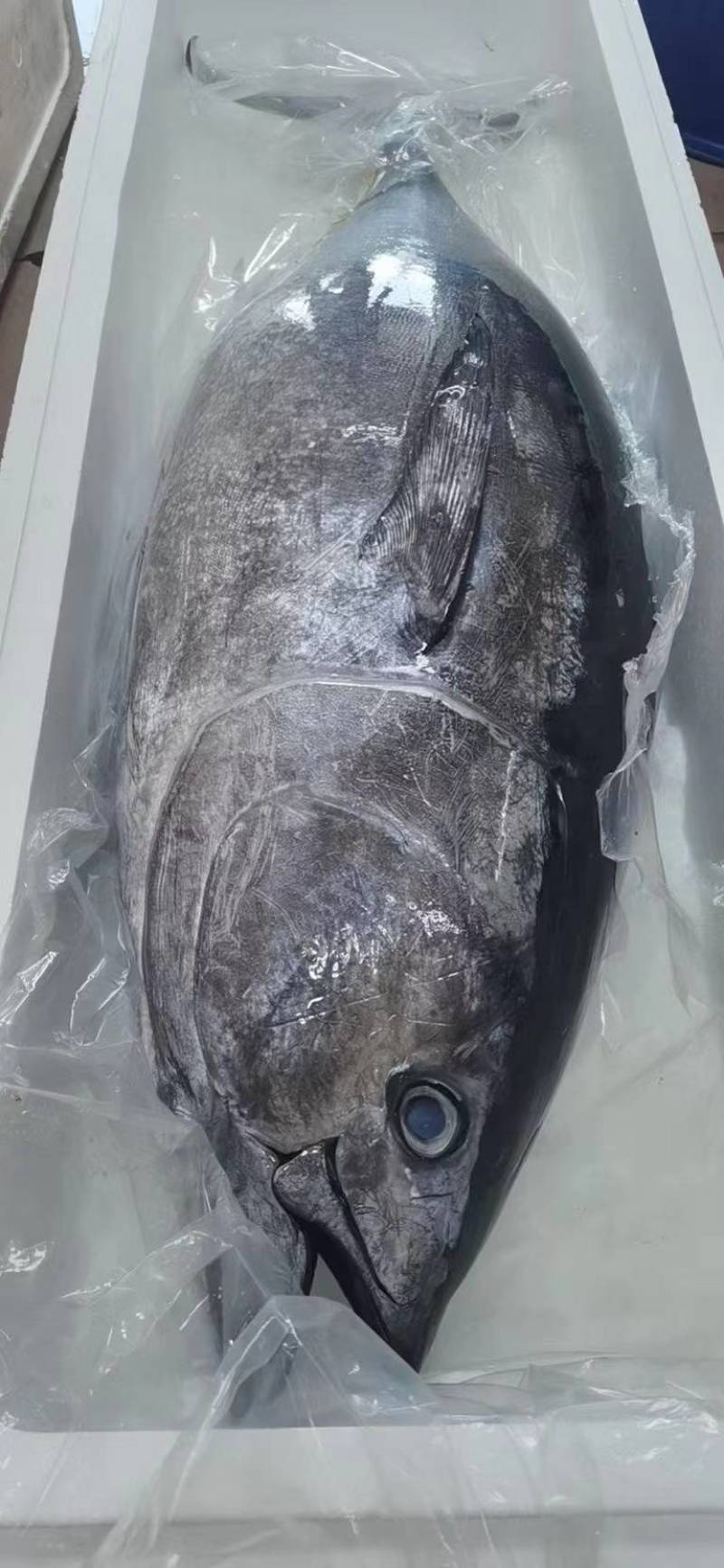 蓝鳍金枪鱼