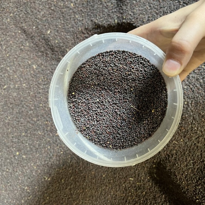 河北产地小红子，价格合适，需要联系