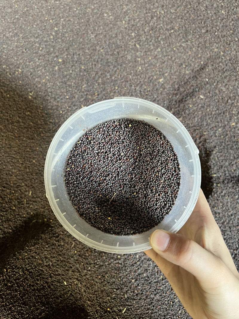 河北产地小红子，价格合适，需要联系