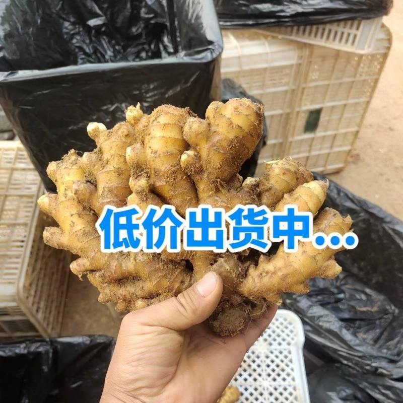 山东小黄姜丨源头产地直供丨货源充足丨欢迎咨询洽谈合作