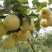 黄金梨清脆可口即将开园品质保证量大从优欢迎联系