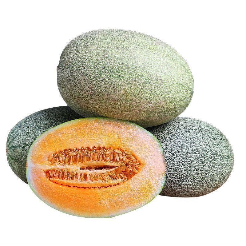 夏邑哈密瓜少量上市