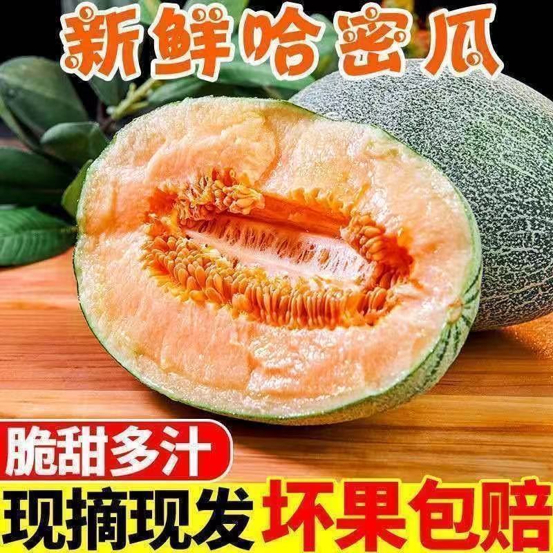 夏邑哈密瓜少量上市