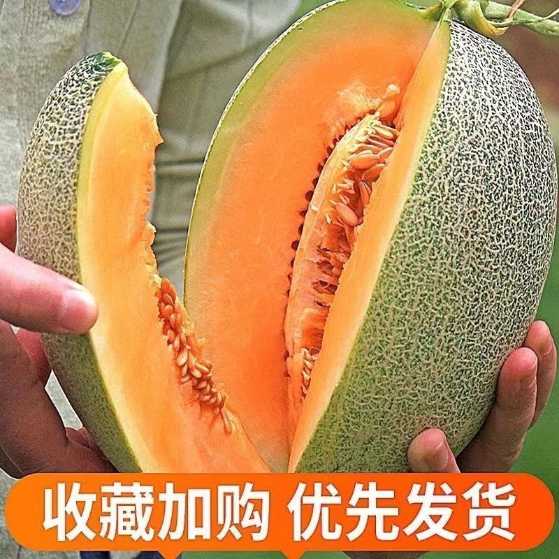 夏邑哈密瓜少量上市