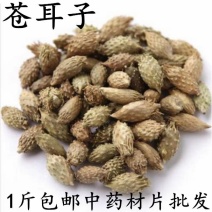 包邮）野生苍耳子中药材500克老籽炒熟仓耳子去刺苍耳子