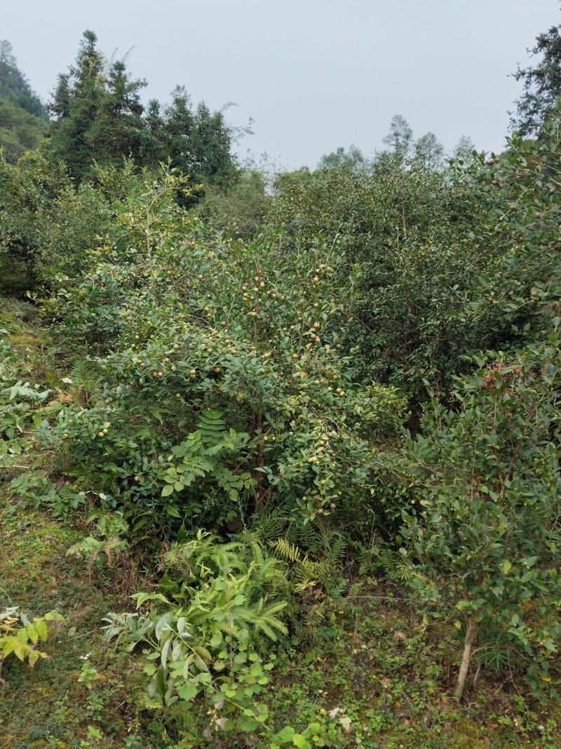 自有基地加工销售批量价格优惠支持1件500毫升代发