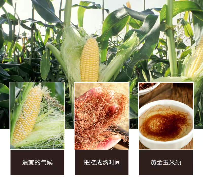 包邮）中药材正宗新货无硫玉米须批发500g克