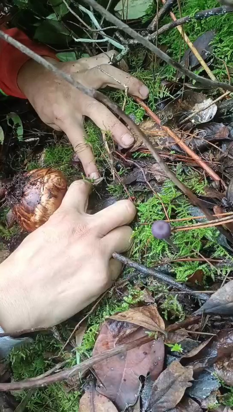 新鲜松茸