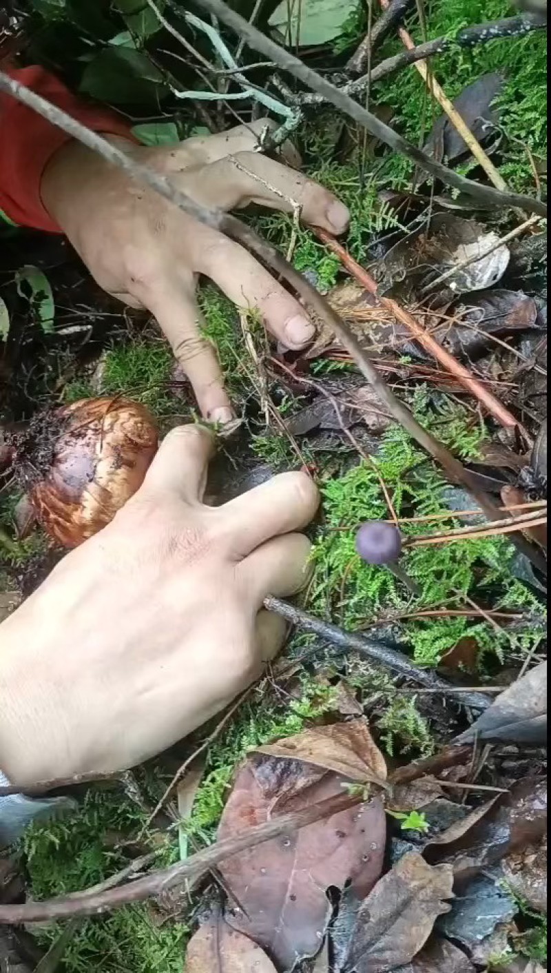 新鲜松茸