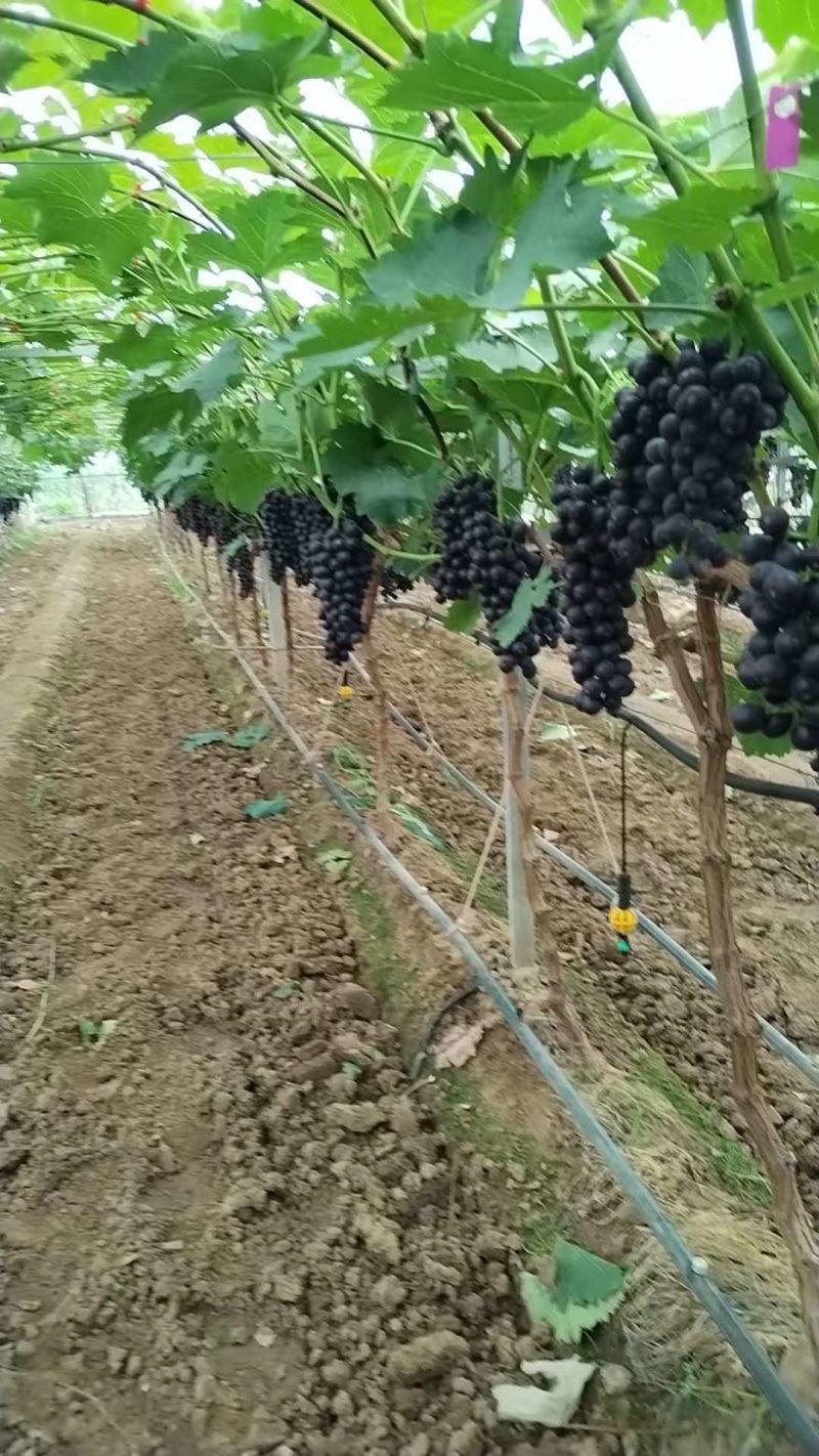 夏黑葡萄/山东烟台龙口市夏黑葡萄基地直发/欢迎采购