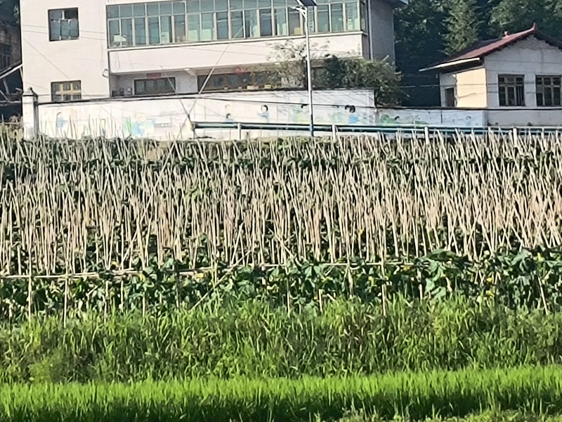 黑皮冬瓜