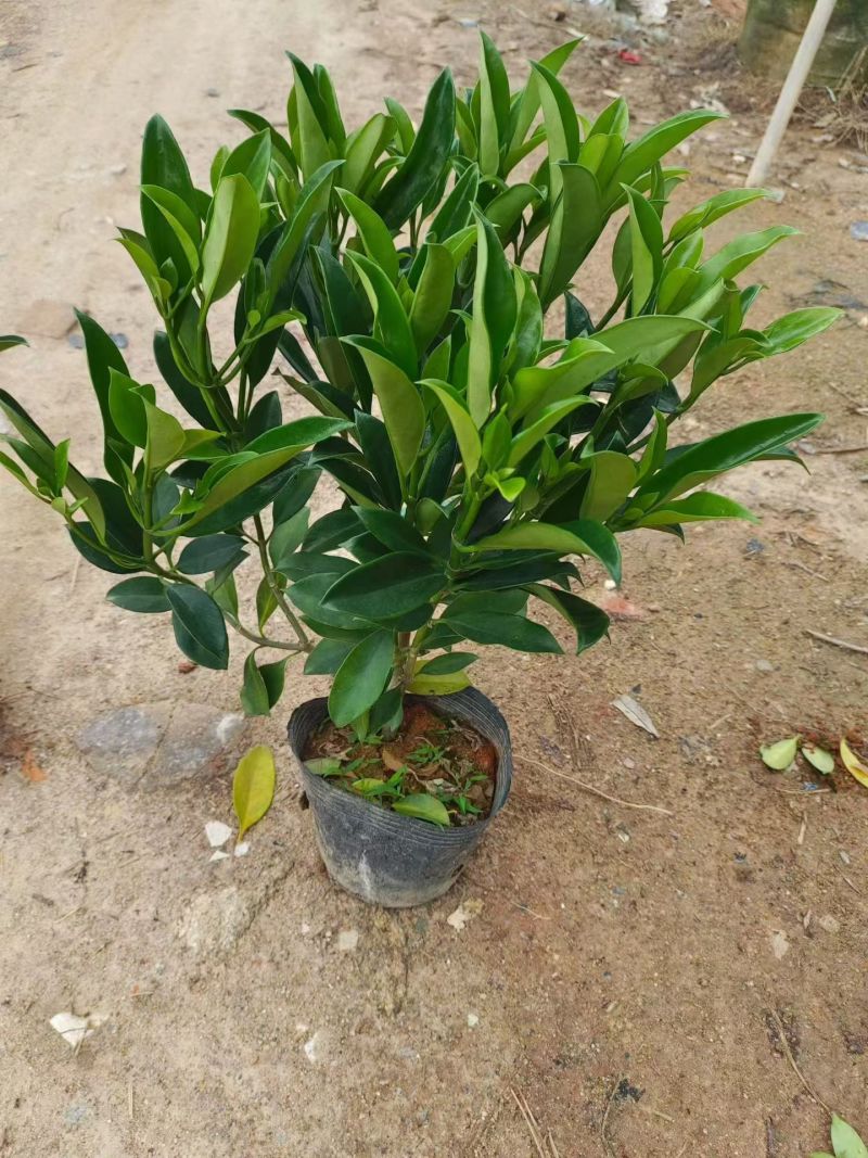 大量出售10斤袋非洲茉莉，高度40-50-60