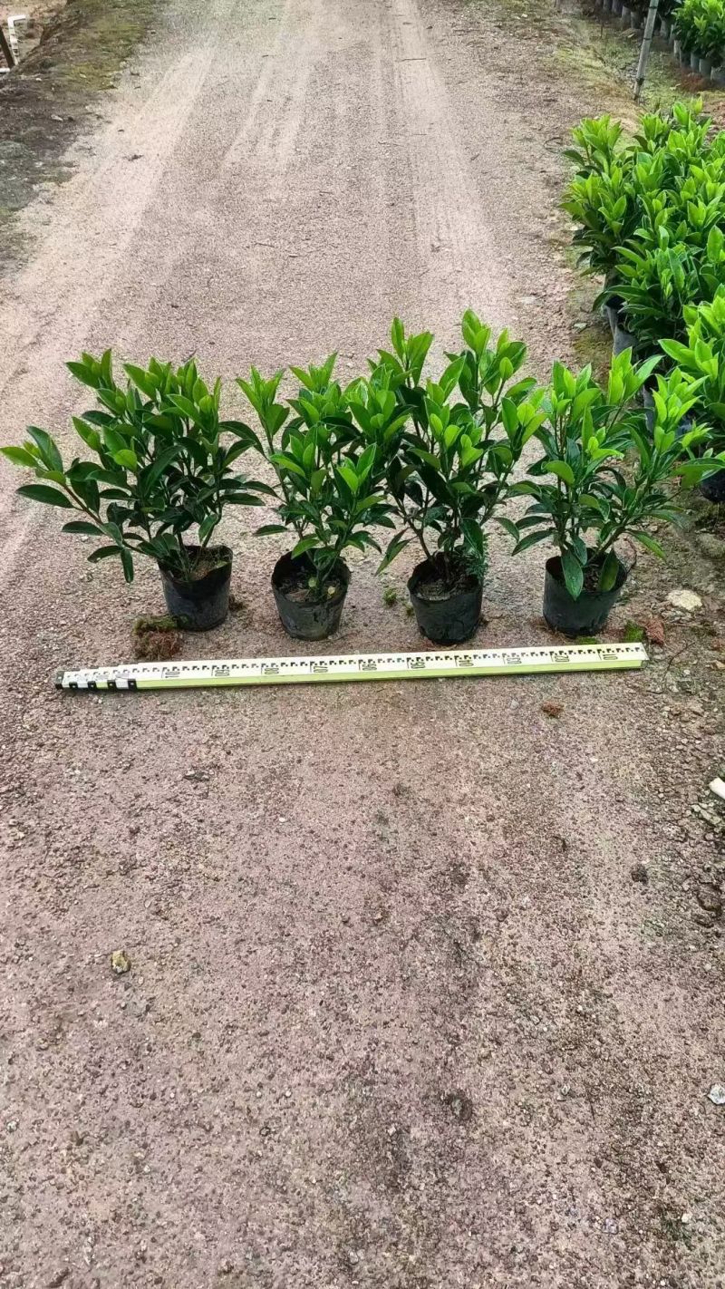 大量出售10斤袋非洲茉莉，高度40-50-60