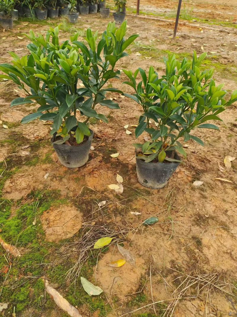 大量出售10斤袋非洲茉莉，高度40-50-60