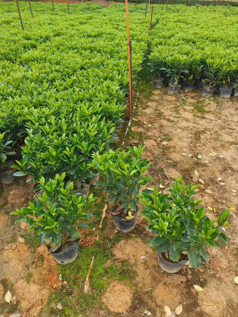 大量出售10斤袋非洲茉莉，高度40-50-60