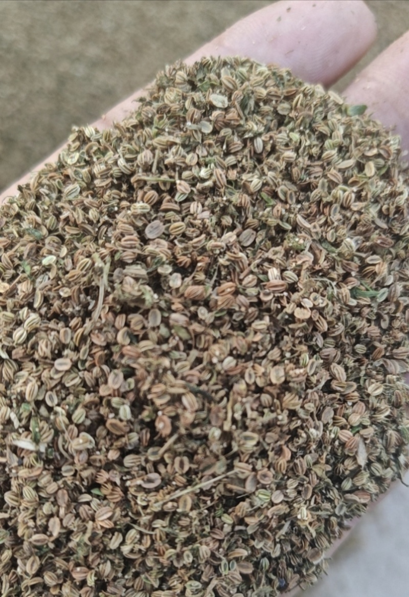 蛇床子大量有货