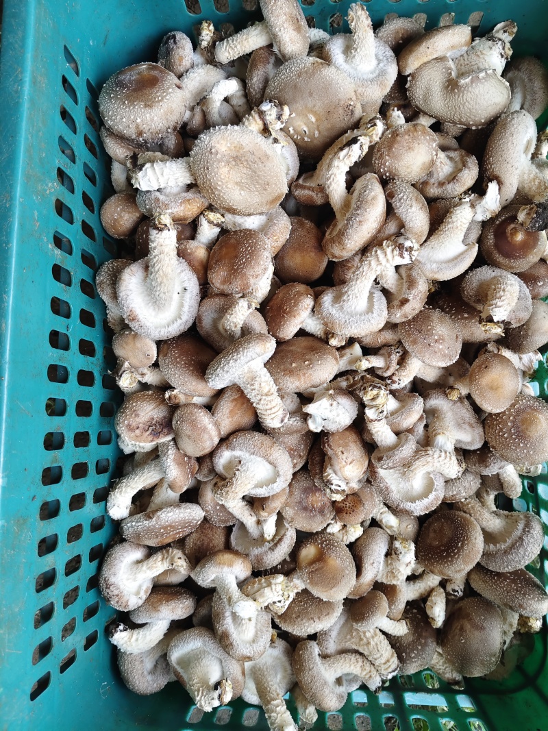 鲜菇
