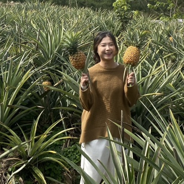 肇庆禄步镇镇南村自家种植农产双马菠萝