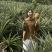 肇庆禄步镇镇南村自家种植农产双马菠萝