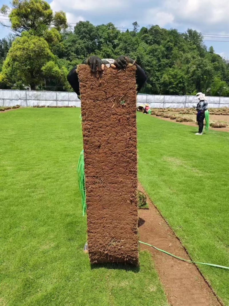 基地直销：台湾二号，百慕大，混播，可开具发票