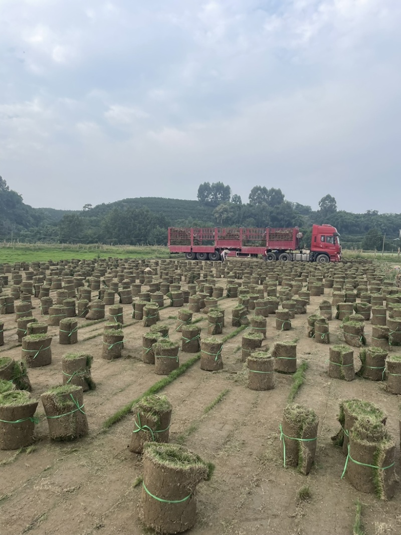 基地直销：台湾二号，百慕大，混播，可开具发票