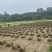 基地直销：台湾二号，百慕大，混播，可开具发票