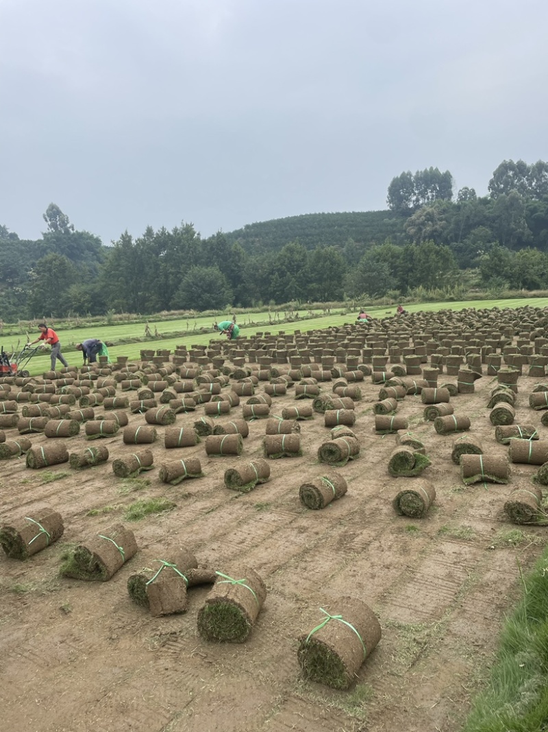 基地直销：台湾二号，百慕大，混播，可开具发票