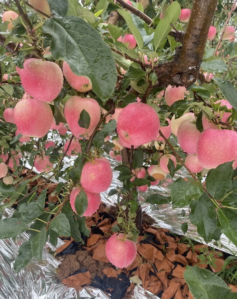 山东【红嘎啦苹果】基地常年供应货源充足
