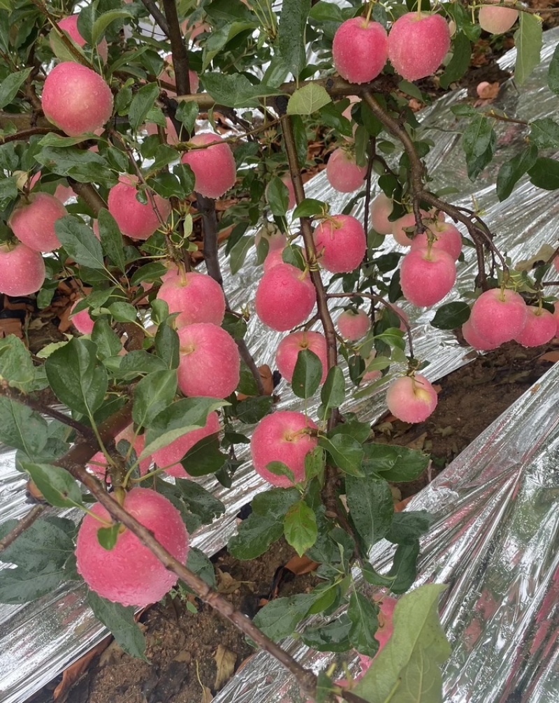 山东【红嘎啦苹果】基地常年供应货源充足