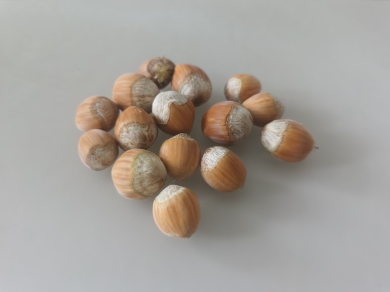 珍子鲜果