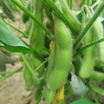 毛豆荚