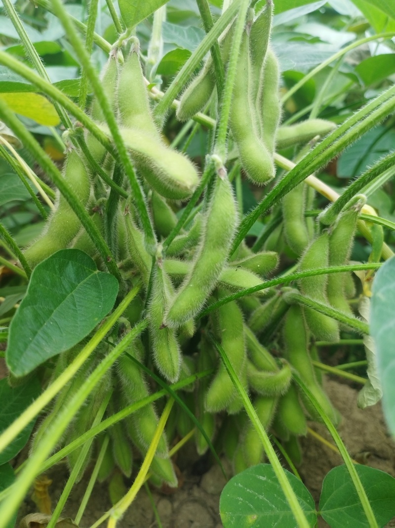 毛豆荚