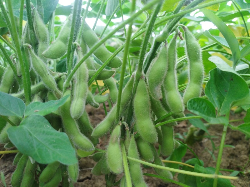 毛豆荚