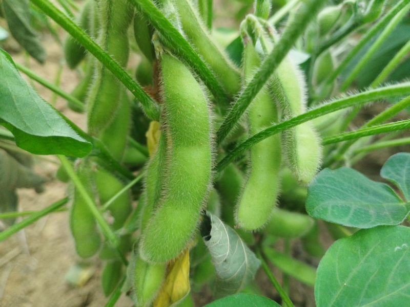 毛豆荚