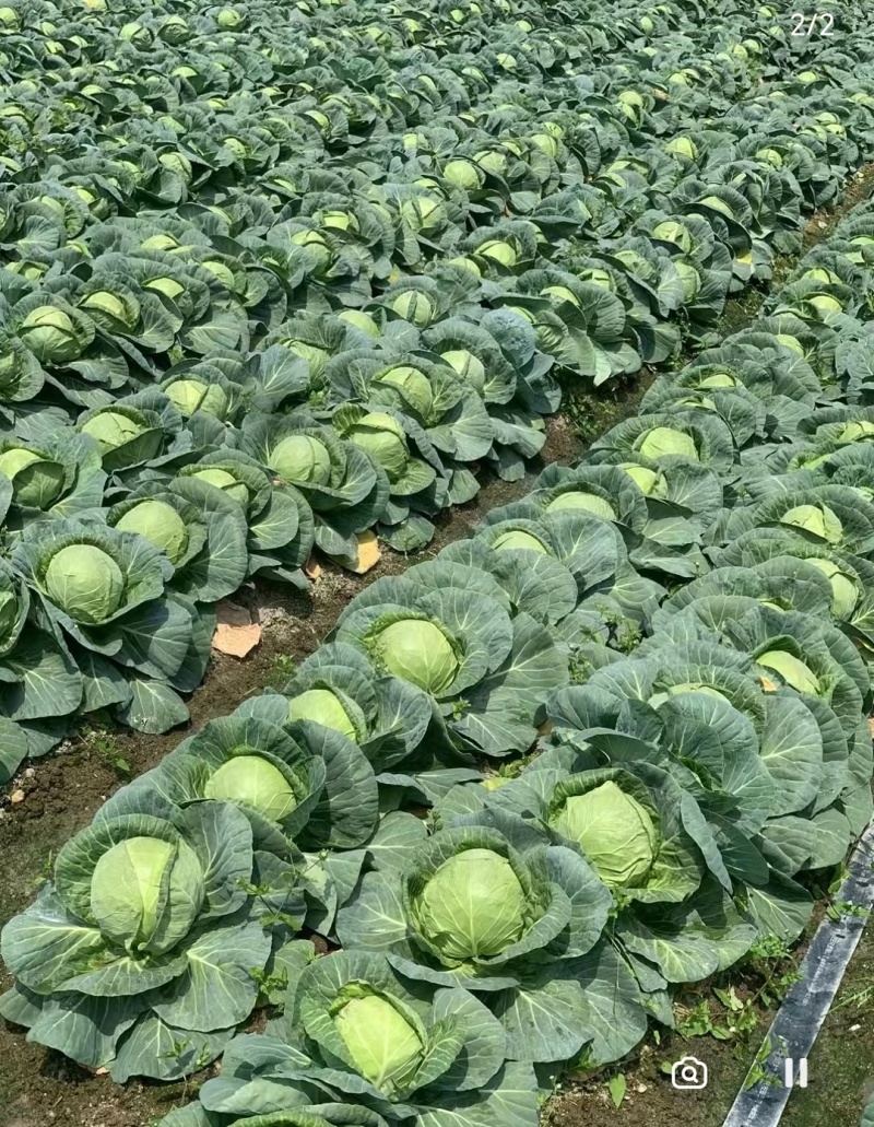 本地露天甘蓝集中出货现拉现砍货源充沛诚信可靠