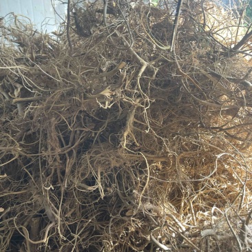 白花牛奶根