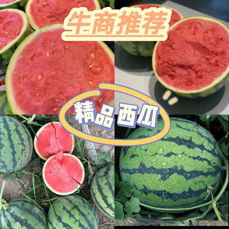 【精品西瓜】正宗百里洲沙地西瓜甘甜爆汁美都西瓜