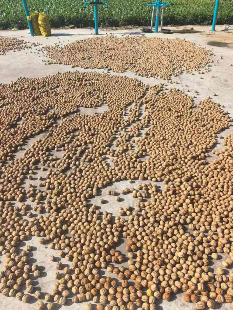 河北省赞皇县灵寿县青皮核桃清香辽系香玲